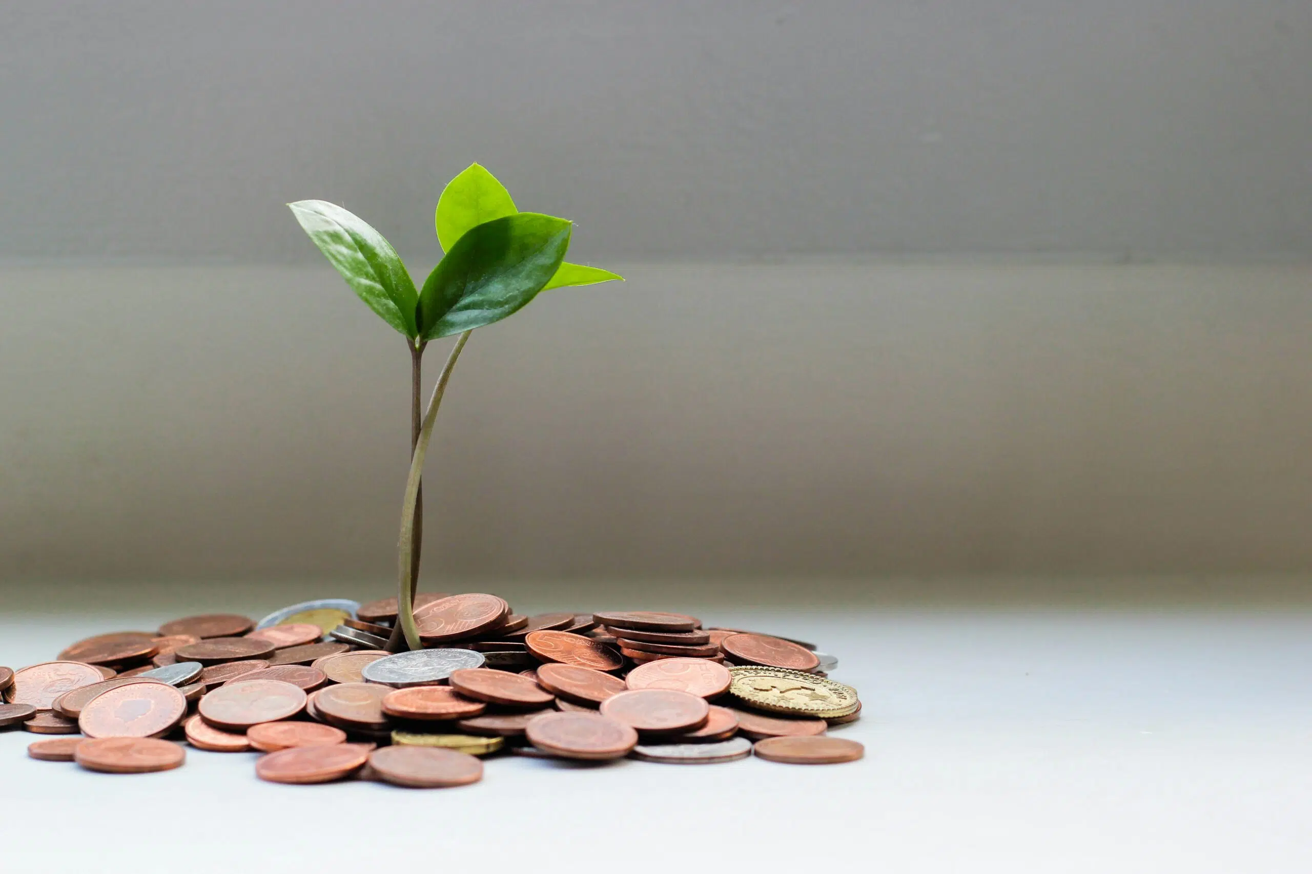 a plant emerging from a pile of coins